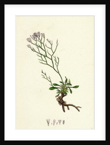 Statice Caspia Matted Sea-Lavender by Anonymous