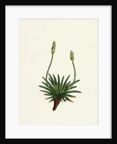 Plantago Maritima Var. Hirsuta Sea Plantain Var. Y. by Anonymous