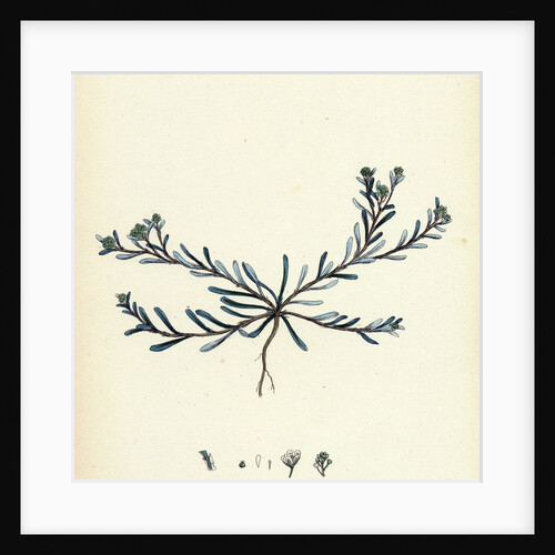 Corrigiola Littoralis Sand Strap-Wort by Anonymous