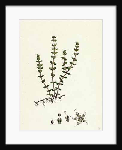 Illecebrum Verticillatum Whorled Illecebrum by Anonymous