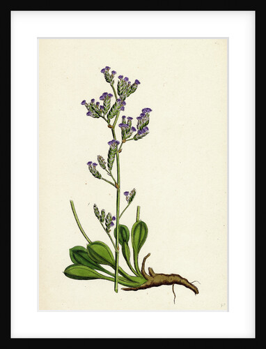 Statice Binervosa Var. Dodartii Lesser Sea-Lavender Var. B. by Anonymous