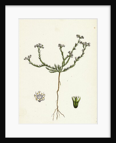 Scleranthus Perennis Perennial Knawel by Anonymous