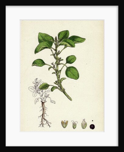 Amaranthus Blitum Wild Amaranth by Anonymous