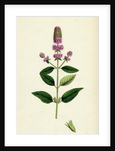 Mentha Pubescens Var. Hircina Blunt-Spiked Mint Var. B. by Anonymous