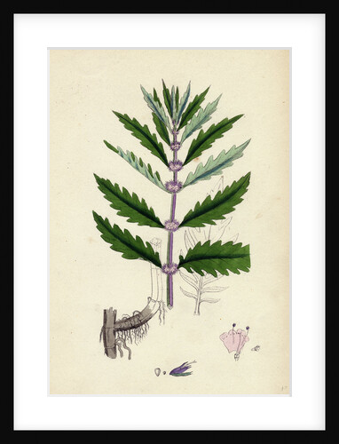 Lycopus Europaeus Water Horehound by Anonymous