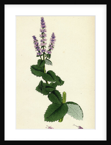 Mentha Rotundifolia Round-Leaved Mint by Anonymous