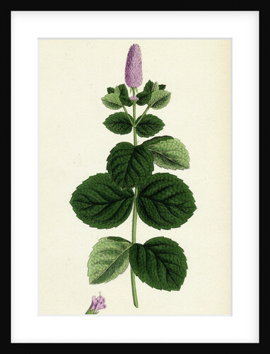 Mentha Alopecuroides Broad-Leaved Horse-Mint by Anonymous