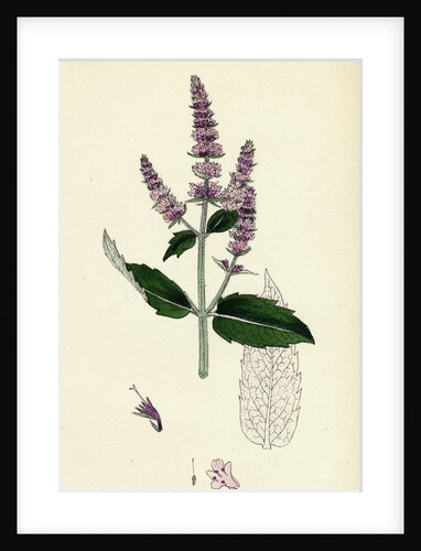 Mentha Sylvestris Common Horse-Mint by Anonymous