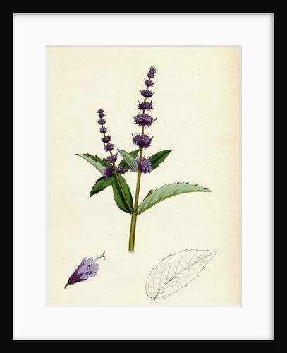 Mentha Viridis Spear-Mint by Anonymous