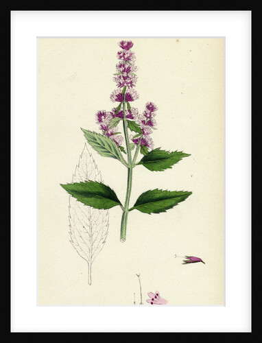 Mentha Piperita Var. Officinalis Garden Pepper-Mint by Anonymous