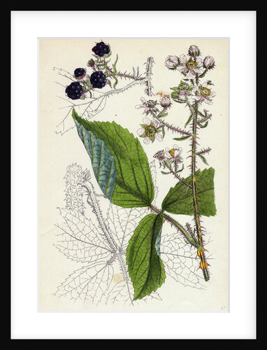 Rubus Köhleri Köhler's Bramble by Anonymous