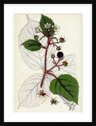 Rubus Glandulosus Glandular-Stemmed Bramble by Anonymous
