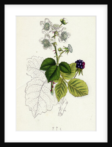 Rubus Corylifolius Hazel-Leaved Bramble by Anonymous