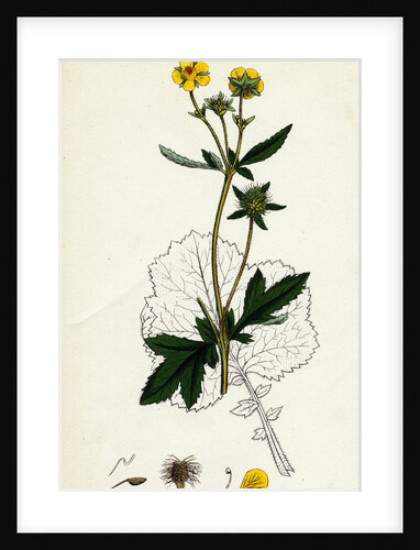 Geum Urbanum Wood Avens by Anonymous