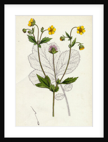 Geum Intermedium Intermediate Avens by Anonymous