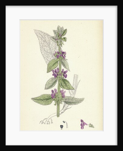 Stachys Germanica Downy Woundwort by Anonymous