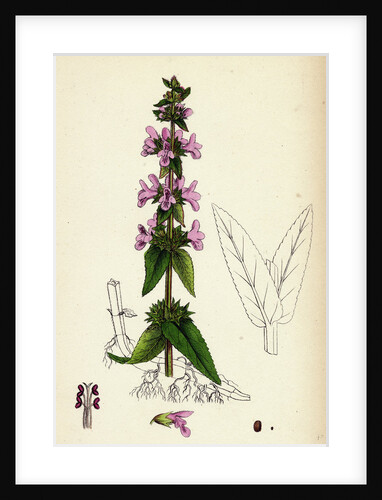 Stachys Palustris Marsh Woundwort by Anonymous