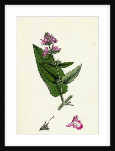 Stachys Sylvatici-Palustris Hybrid Between Hedge and Marsh Woundworts by Anonymous