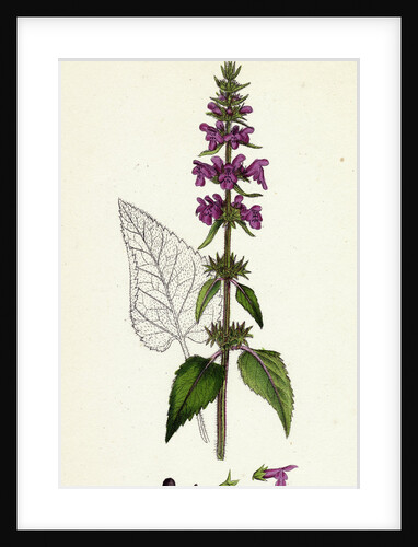 Stachys Sylvatica Hedge Woundwort by Anonymous
