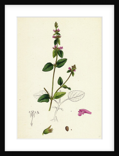 Stachys Arvensis Corn Woundwort by Anonymous