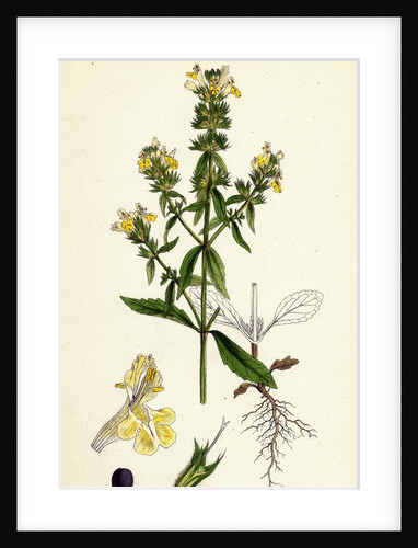 Stachys Annua Pale Annual Woundwort by Anonymous