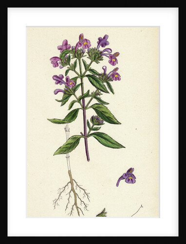 Galeopsis Angustifolia Narrow-Leaved Hemp-Nettle by Anonymous