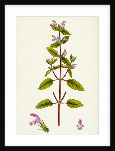 Galeopsis Intermedia Intermediate Hemp-Nettle by Anonymous