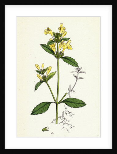 Galeopsis Ochroleuca Downy Hemp-Nettle by Anonymous
