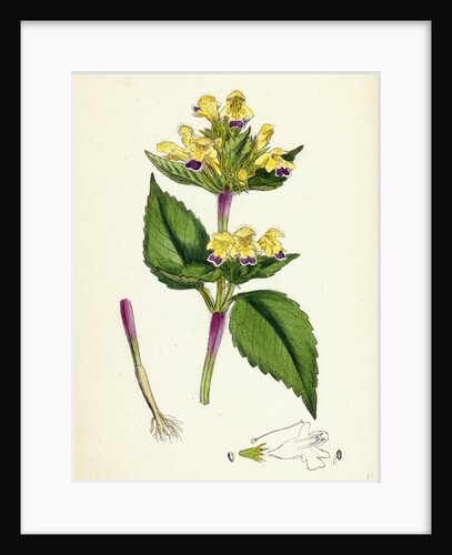 Galeopsis Versicolor Large-Flowered Hemp-Nettle by Anonymous