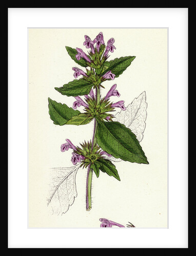 Galeopsis Eu-Tetrahit Var. Genuina Common Hemp-Nettle Var. A. by Anonymous