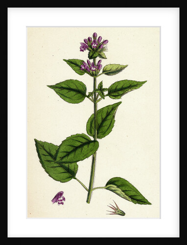 Galeopsis Eu-Tetrahit Var. Bifida Common Hemp-Nettle Var. B. by Anonymous