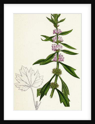 Leonurus Cardiaca Motherwort by Anonymous