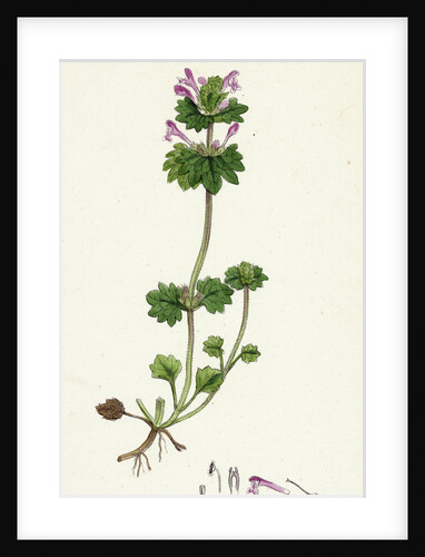 Lamium Amplexicaule Henbit Dead-Nettle by Anonymous