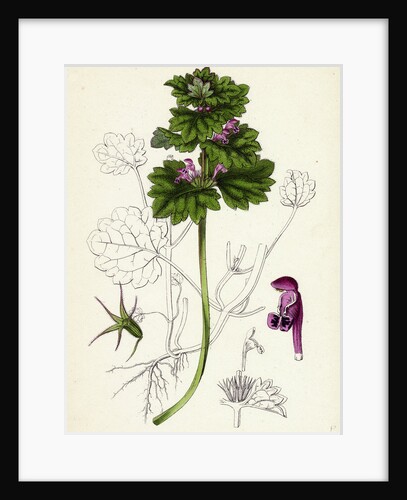 Lamium Intermedium Intermediate Dead-Nettle by Anonymous