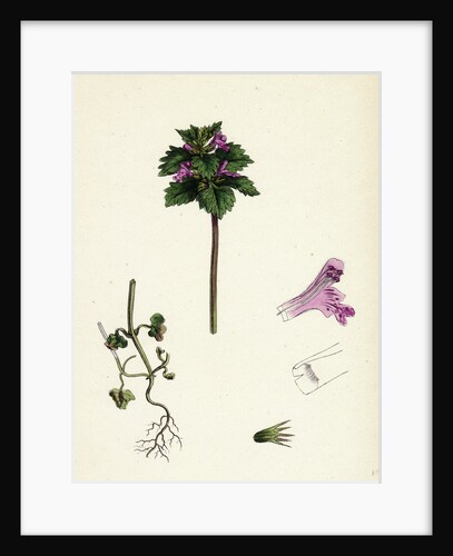 Lamium Incisum Cut-Leaved Dead-Nettle by Anonymous