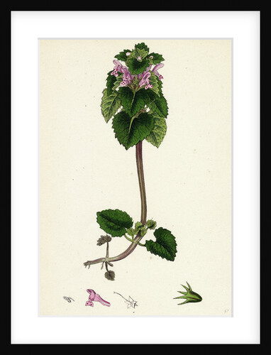 Lamium Purpureum Red Dead-Nettle by Anonymous
