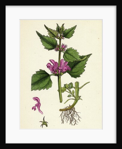 Lamium Maculatum Spotted Dead-Nettle by Anonymous
