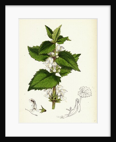 Lamium Album White Dead-Nettle by Anonymous