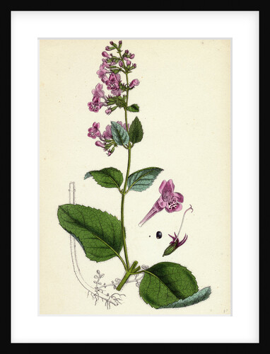 Calamintha Sylvatica Wood Calamint by Anonymous