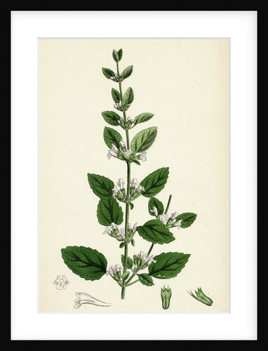 Melissa Officinalis Common Balm by Anonymous