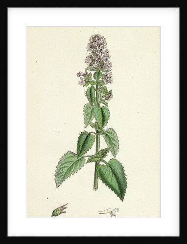 Nepeta Cataria Cat-Mint by Anonymous