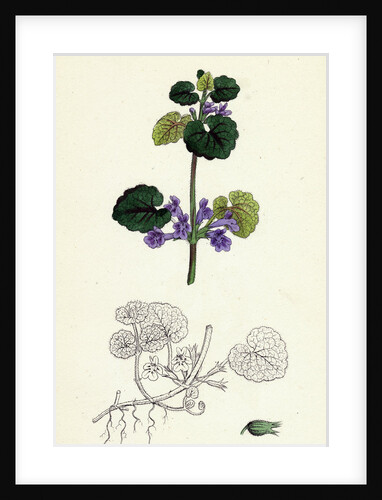 Nepeta Glechoma Ground Ivy by Anonymous