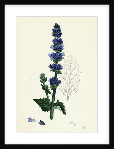 Salvia Verbenaca Wild English Clary by Anonymous