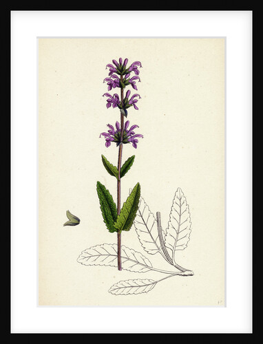 Salvia Clandestina Small-Flowered Clary by Anonymous