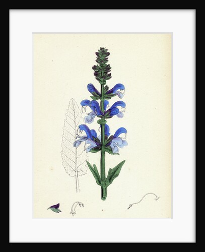 Salvia Pratensis Meadow Clary by Anonymous