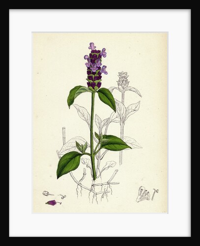 Prunella Vulgaris Self-Heal by Anonymous