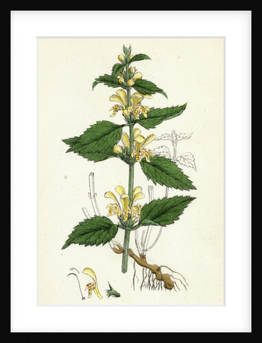 Lamium Galeobdolon Yellow Archangel by Anonymous