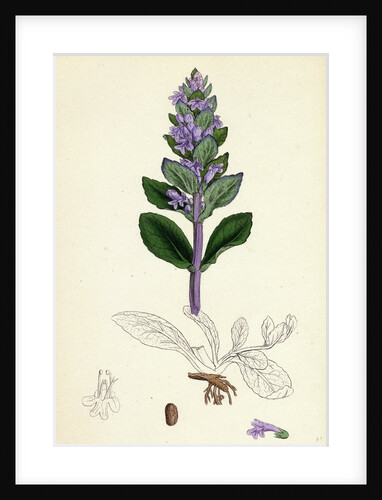 Ajuga Reptans Common Bugle by Anonymous