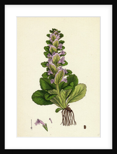 Ajuga Pyramidalis Pyramidal Bugle by Anonymous
