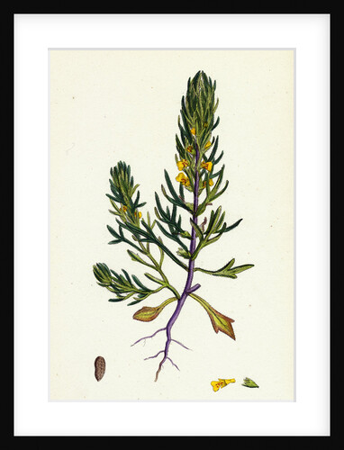 Ajuga Chamaepitys Ground Pine by Anonymous